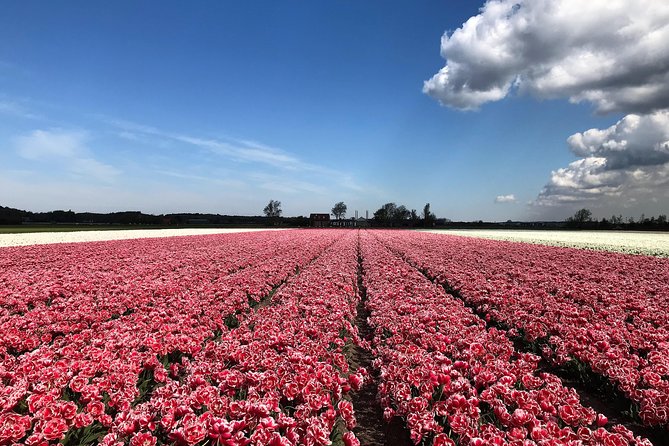 Small Group Tulip and Spring Flower Fields Bike Tour - Price and value: what you pay, what you might add