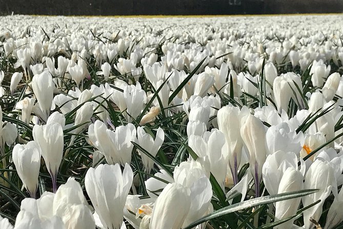 Small Group Tulip and Spring Flower Fields Bike Tour - Weather and wind: why cancellations happen and how to plan around them