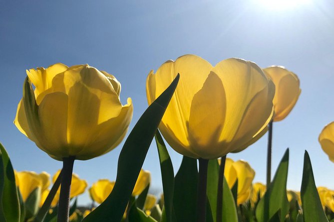 Small Group Tulip and Spring Flower Fields Bike Tour - Who should book this bike tour, and who should skip it