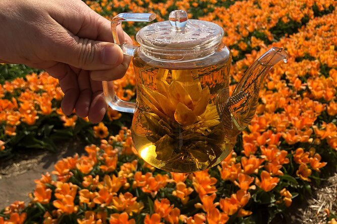 Taking Pictures in the Tulip Field at De Tulperij - Price And What You Actually Get For About $12