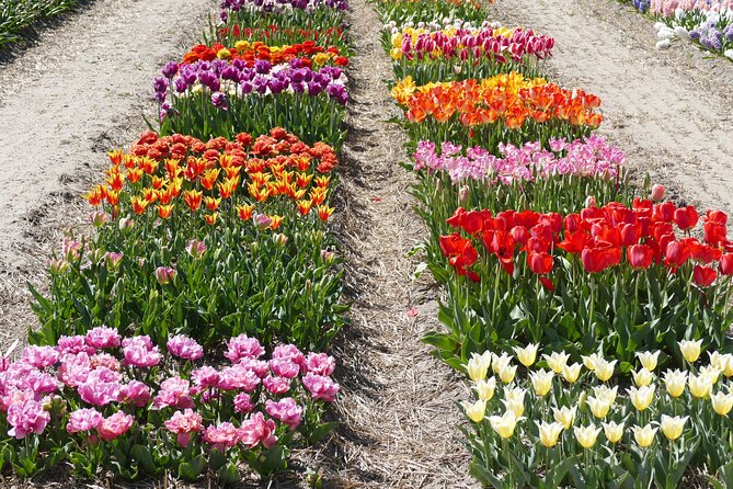 Taking Pictures in the Tulip Field at De Tulperij - Daffodils Or Tulips: Seasonal Changes That Affect Your Photos