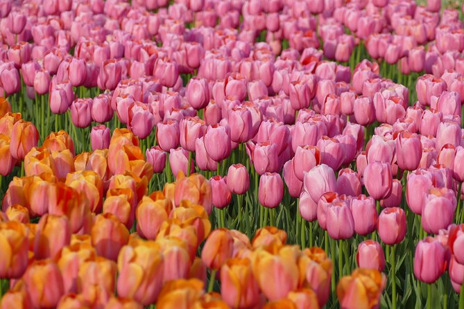 Taking Pictures in the Tulip Field at De Tulperij - Getting To Oude Herenweg 16B, And Why Arrival Matters