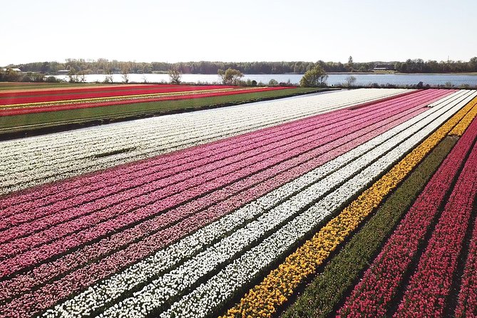 Tulip Fields near Keukenhof - Self-Drive Audio Tour for 2 People - Why this self-drive Twizy tour feels different from typical Keukenhof plans