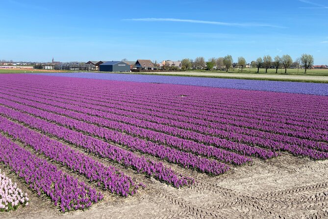 Tulip Fields near Keukenhof - Self-Drive Audio Tour for 2 People - Price and value: what you get for $119.77 for two