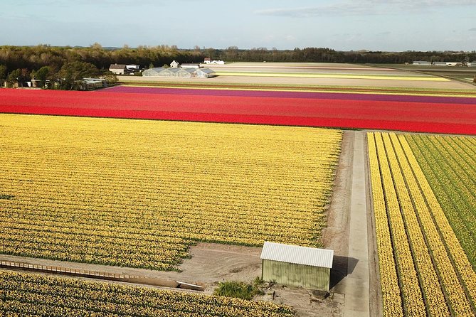 Tulip Fields near Keukenhof - Self-Drive Audio Tour for 2 People - Timing: when to go, what weather can do, and why wind matters
