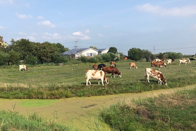 Windmill, Dairy Farms & Countryside Electric Bike Tour - Value check: what you get for $45.05