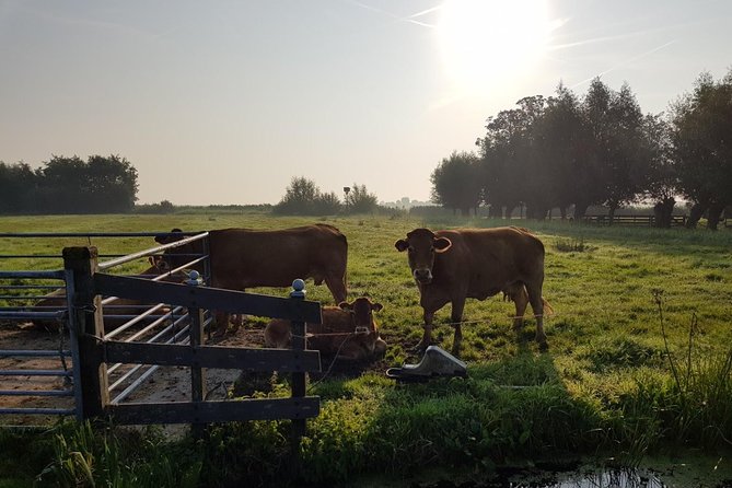 Zaanse Schans and Volendam Private Tour – Clogs, Cheese and More - Stop 2 at the Wooden Shoe Factory: Live Clog-Making That’s Actually Fun