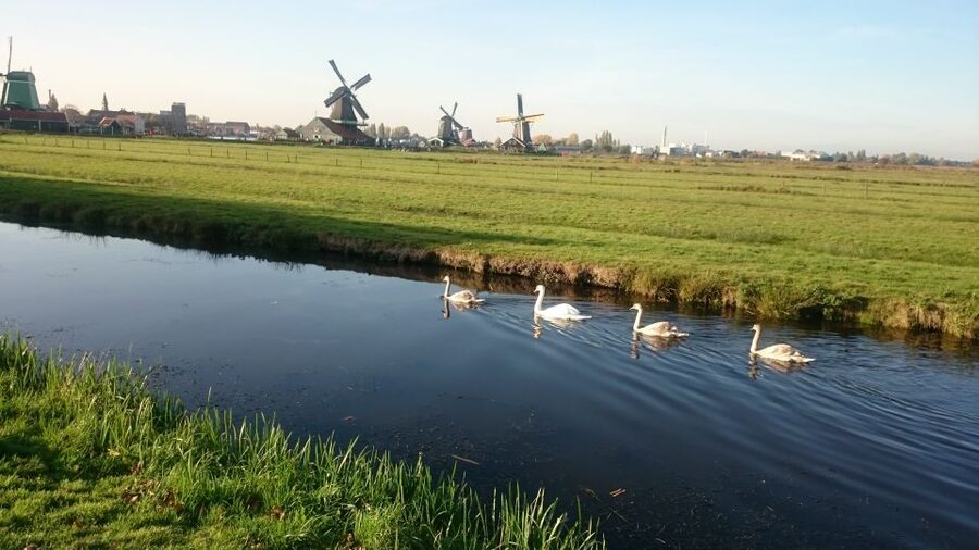 Zaanse Schans Windmills 4-Hour Tour in Italian - Timing and walking: the hidden factor that affects your day