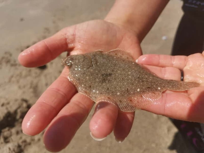 Zeeland Strand safari met visnet NL/DE - Key points to know before you go