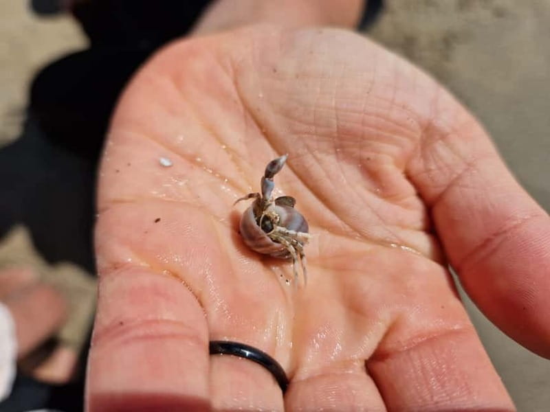 Zeeland Strand safari met visnet NL/DE - What to bring, and how to dress for a beach safari that runs all season