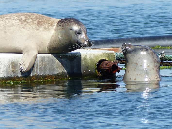 Zeeland Zeehonden strand safari NL/DE - Key things that make this safari worth your time