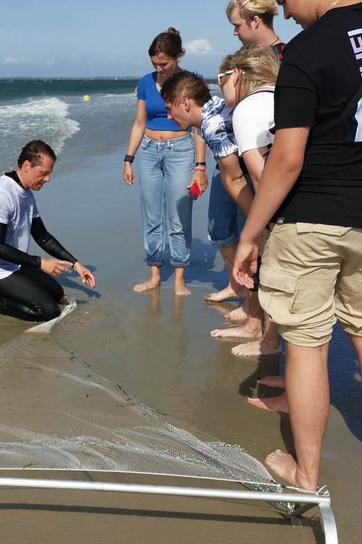 Zeeland Zeehonden strand safari NL/DE - Summer edition: using the big trawl net in shallow water