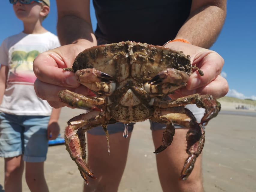 Zeeland Zeehonden strand safari NL/DE - Tools that turn curiosity into real identification